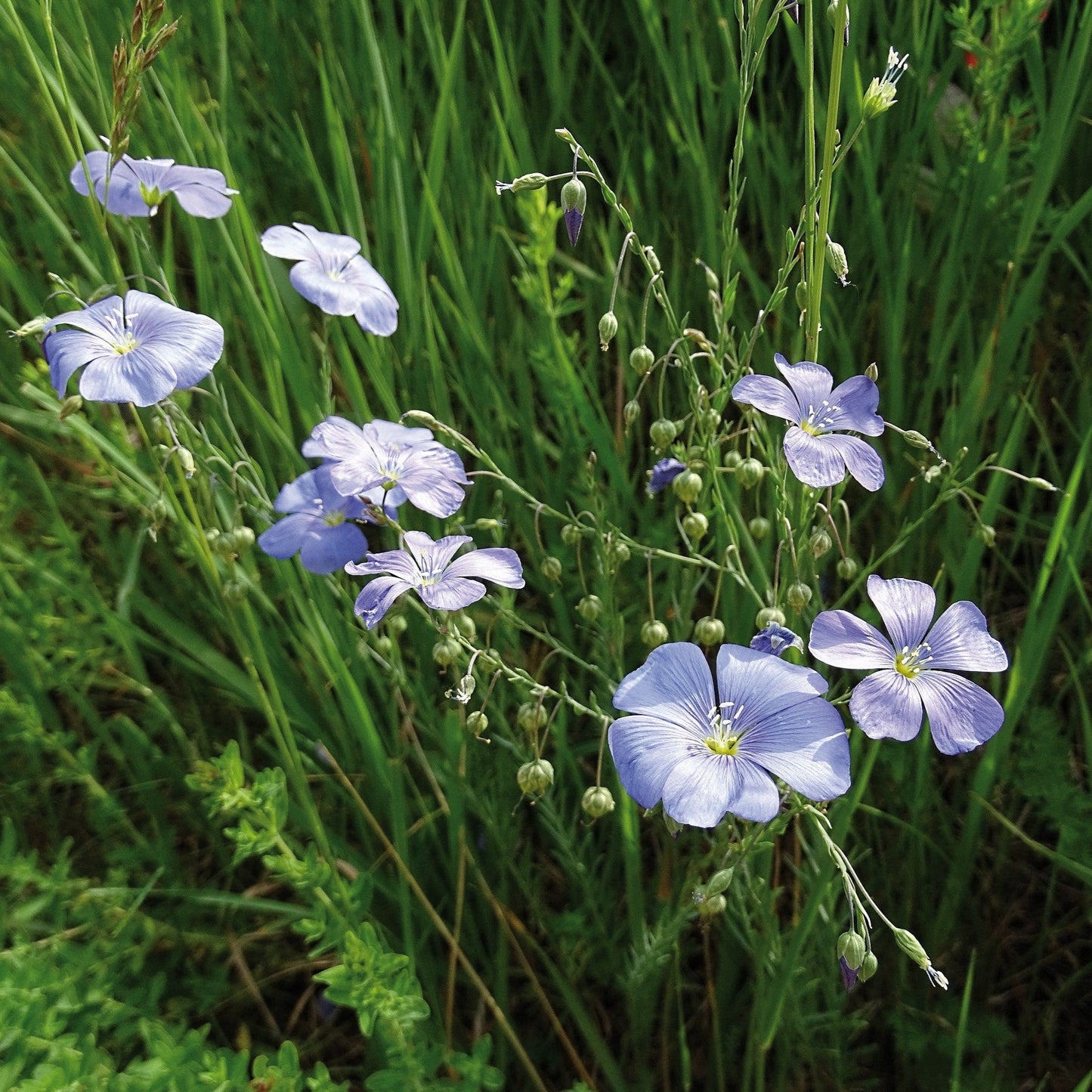 Lin en fleures, matière végetal naturelle pour notre sangle Yolaine de yoga et pour porter le tapis.  A savoir, le lin n'a besoin que de très peux d'eau contrairement au  coton.